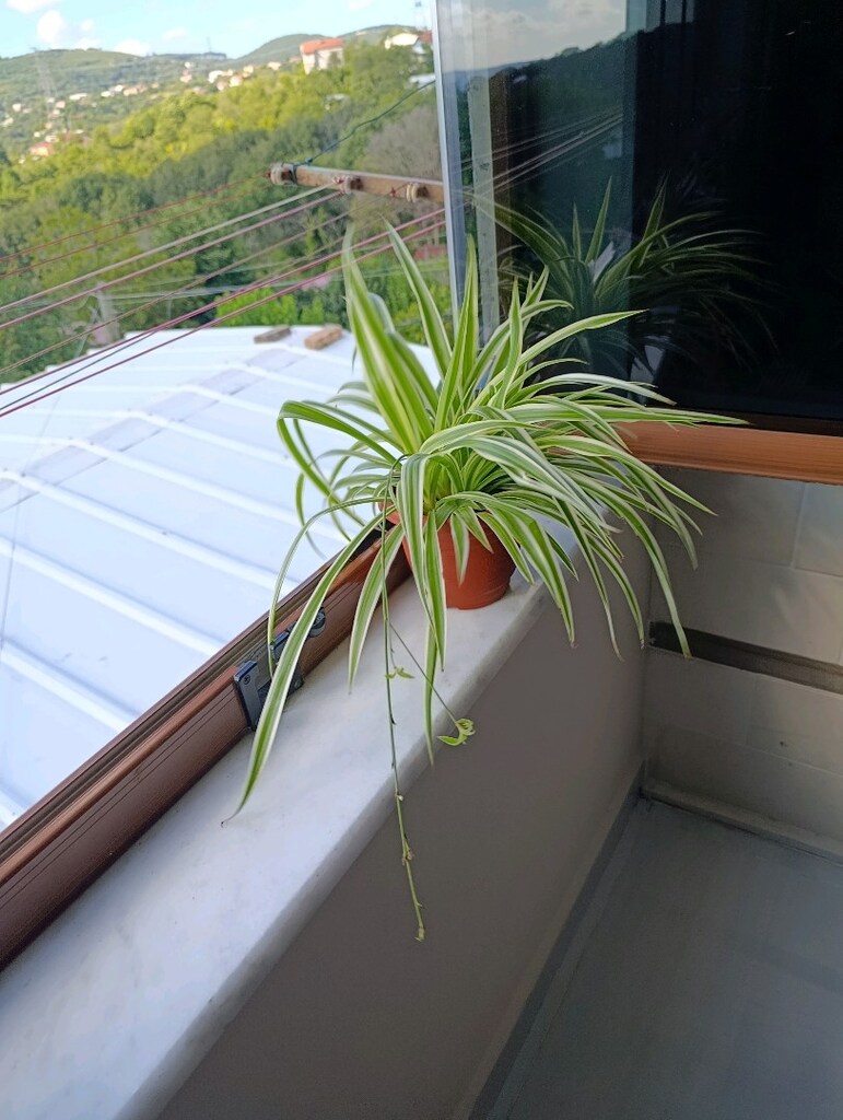 Alacalı Kurdele Çiçeği Variegata - 8