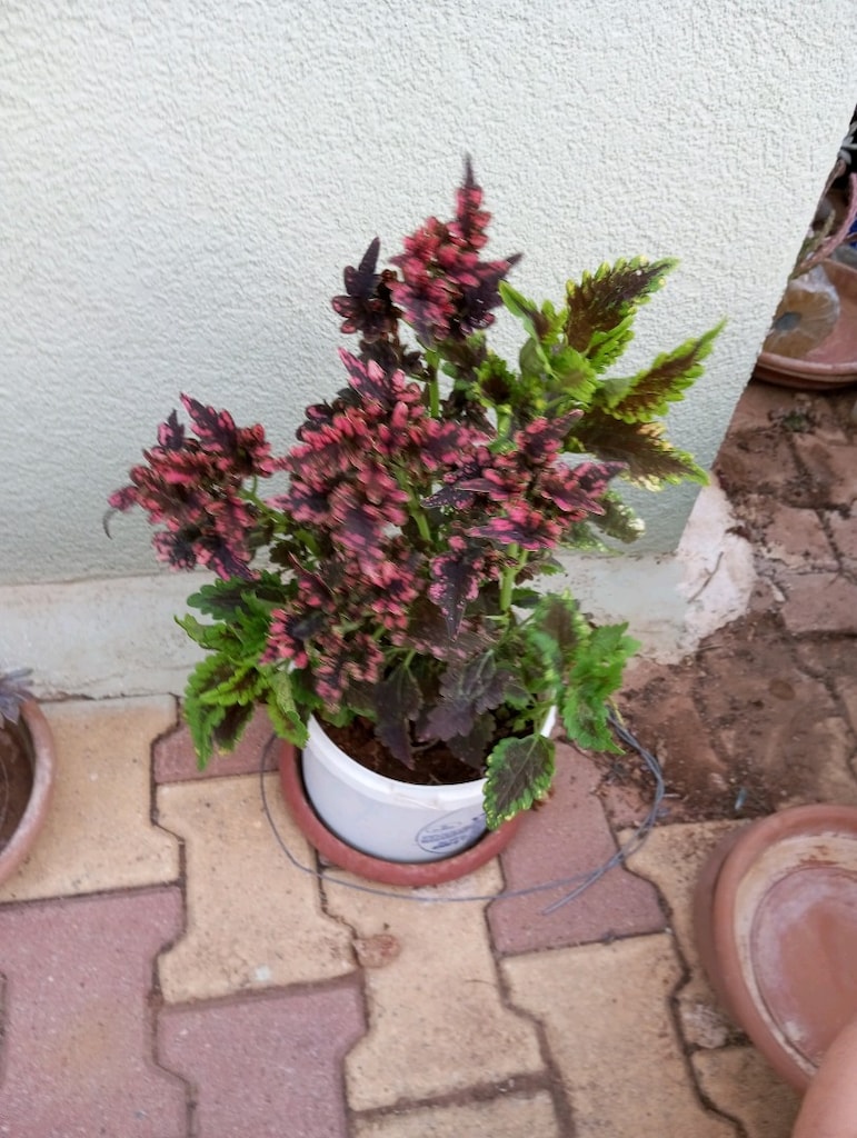 çiçek iki çeşit - 3