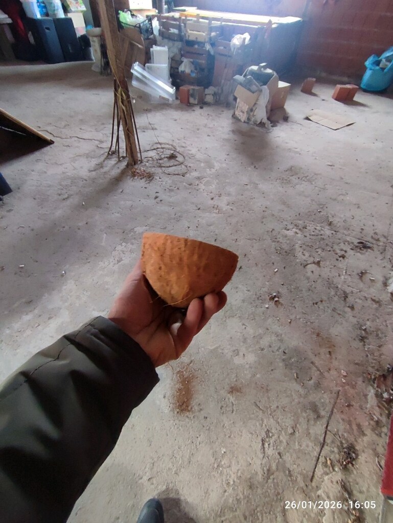 Hindistan Cevizi kabuğu - 9