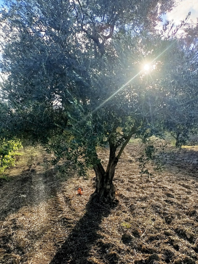 yıllanmış zeytin ağaçları satılık - 3