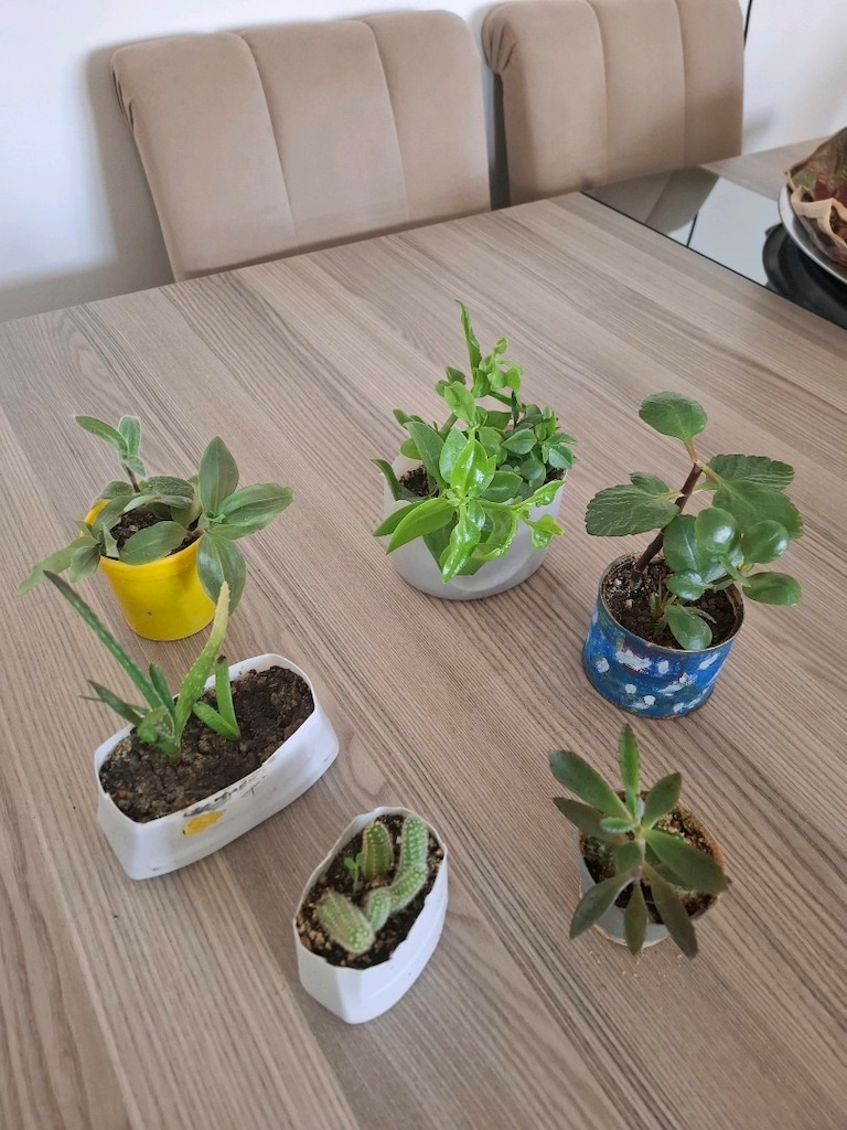Hepsi 100₺ 6 adet canlı çiçek - 4