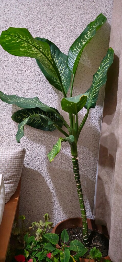 3 yaşında, çiçek açan özel bir difenbahya 1.5 metre - 2