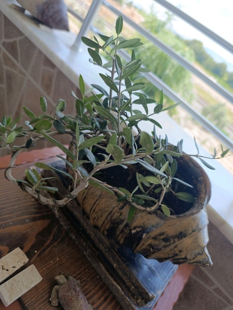 zeytin bonsai - 2
