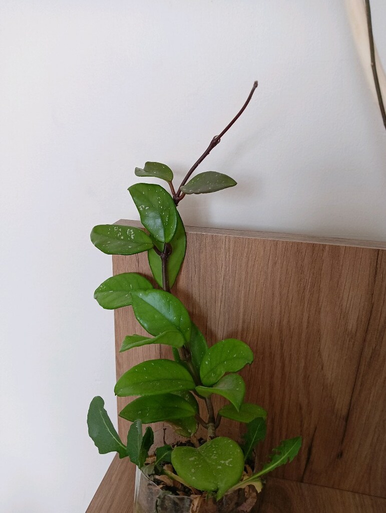 mum ciçegi - 5