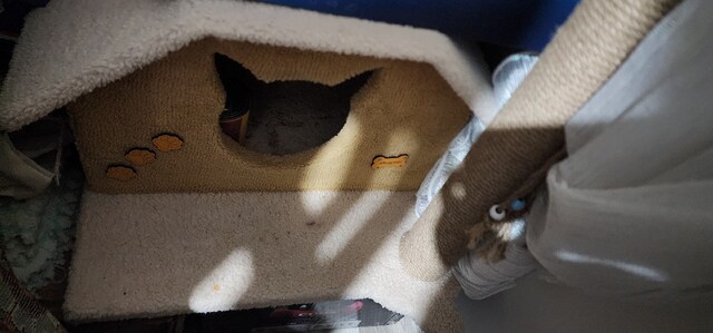 kedi evi