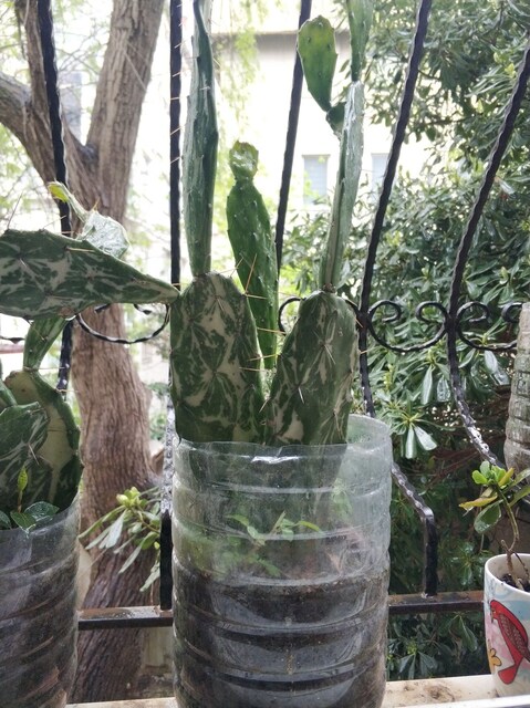 KAKTÜS ÇİÇEĞİ Opuntia monacantha