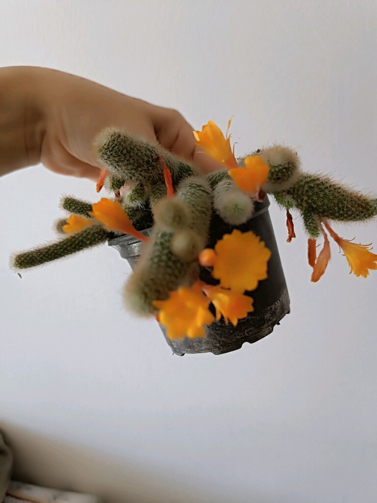 kaktüs çiçeği görüldüğü gibi - 4