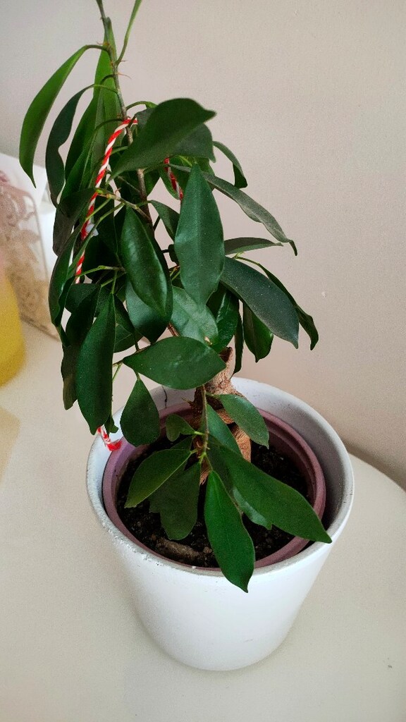 bonsai - 3