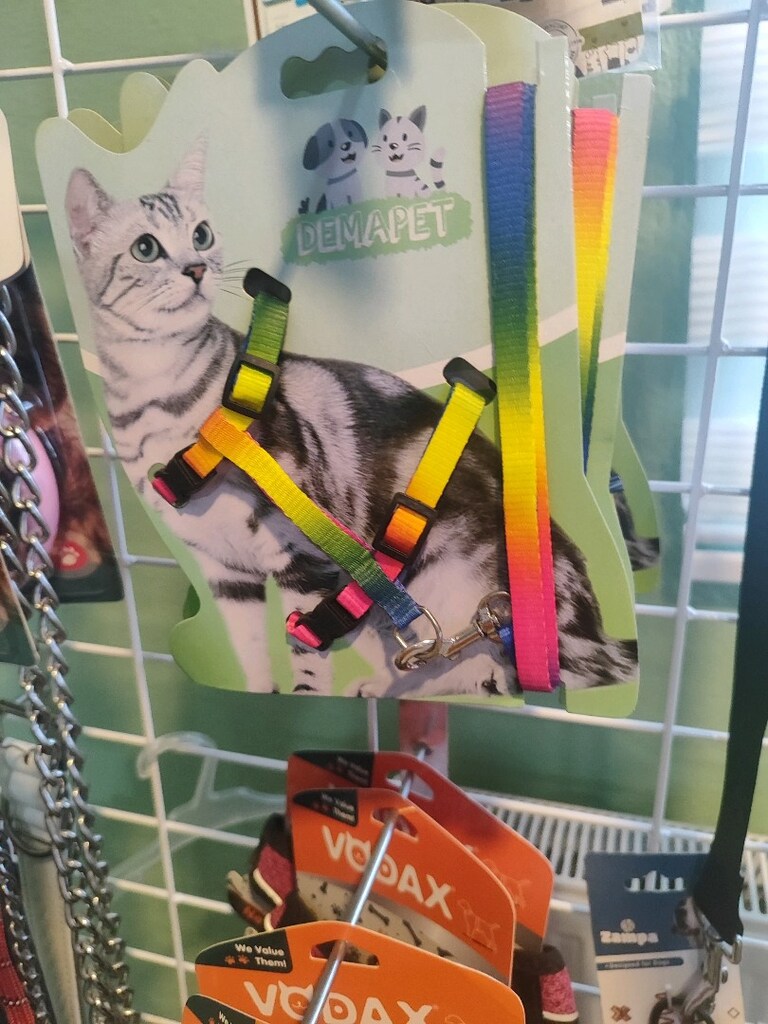 kedi tasmaları - 4
