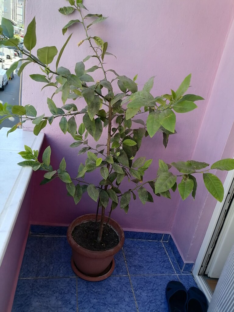 Limon ağacı - 3