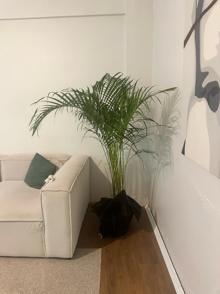 salon bitkisi