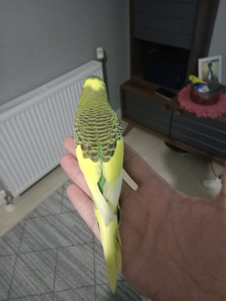 Takım