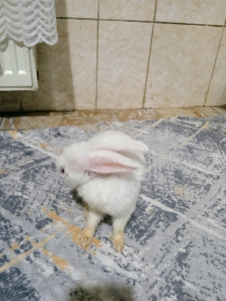 satılık tavşan - 2