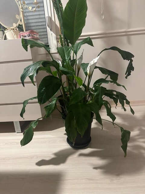 Barış çiçeği