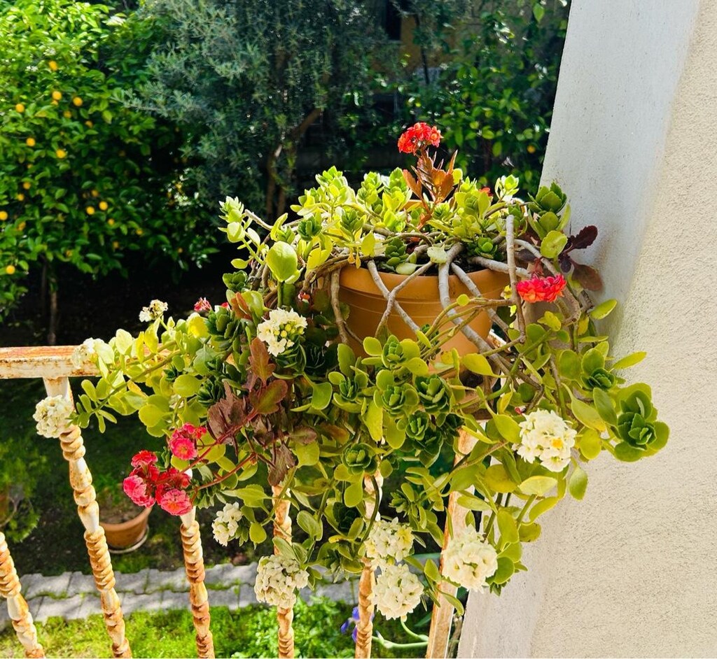 Canlı Kalanşo Çiçeği - 2