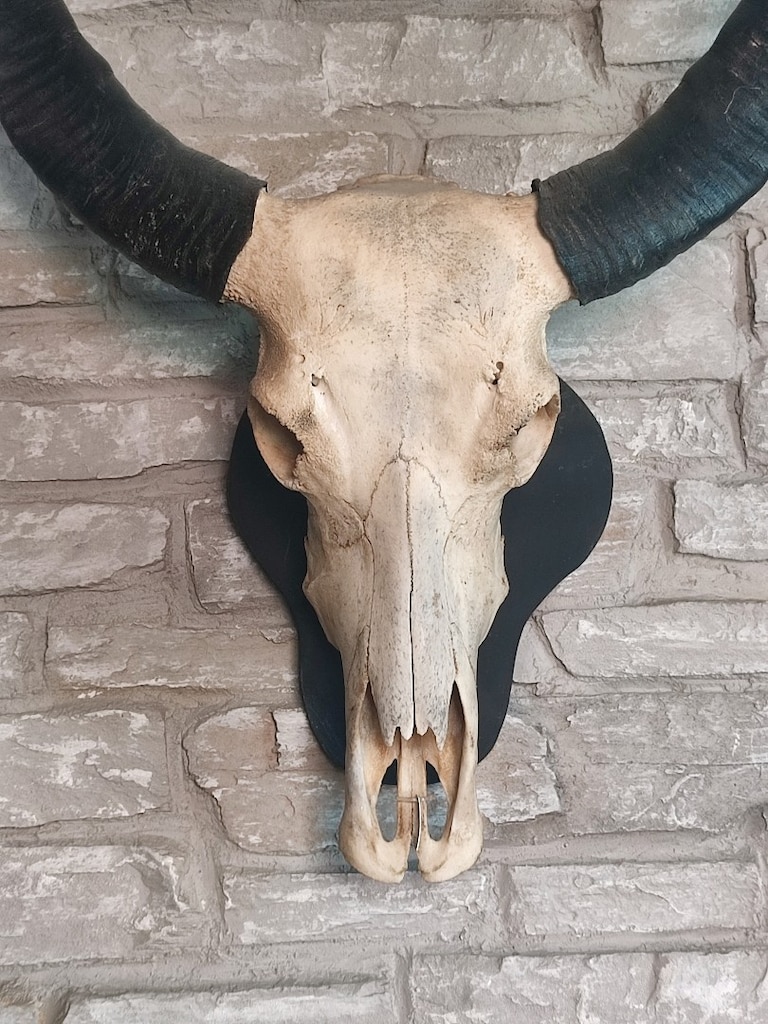 heykel aksesuar Gerçek Buffalo yurtdışından - 4