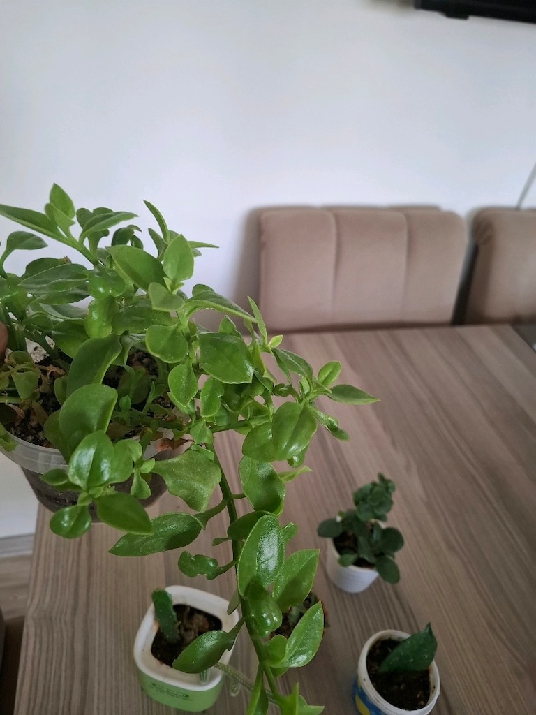 mini kaplarda 5 farklı çiçek 100₺ - 9
