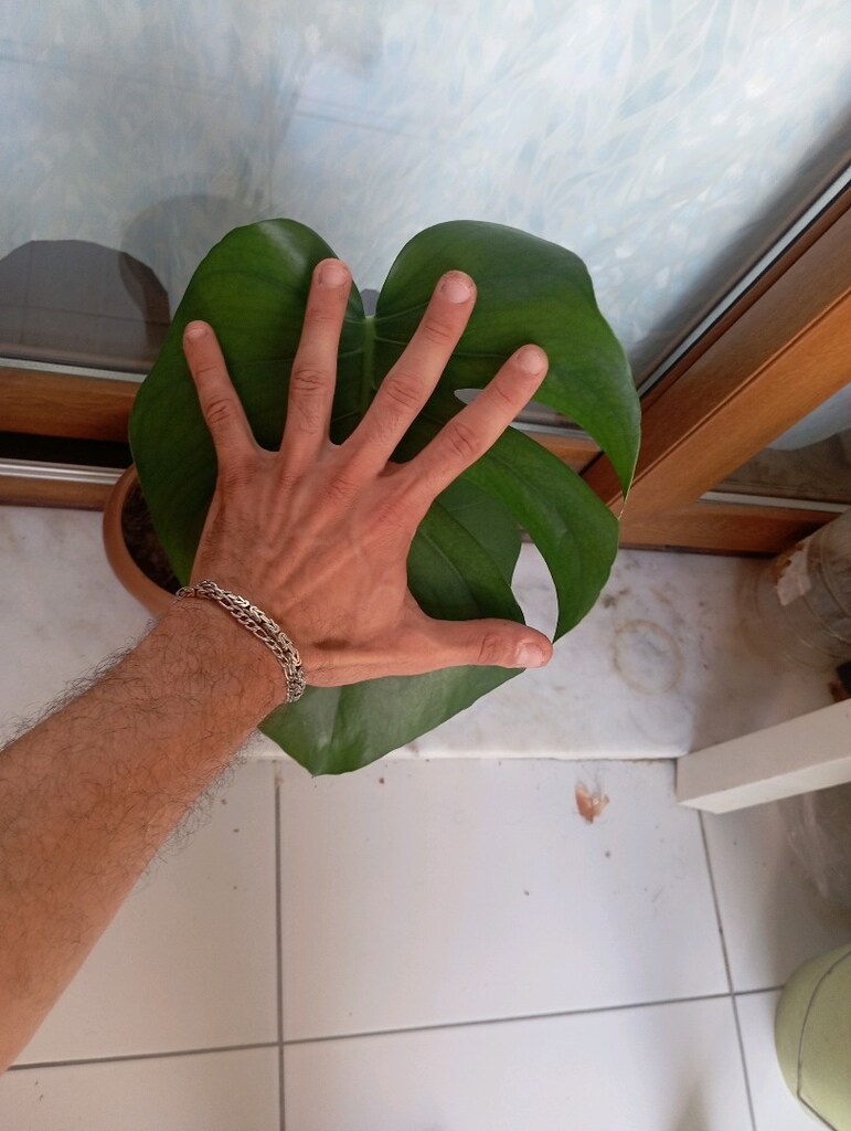 Monstera Deve Tabanı 2 yapraklı - 3