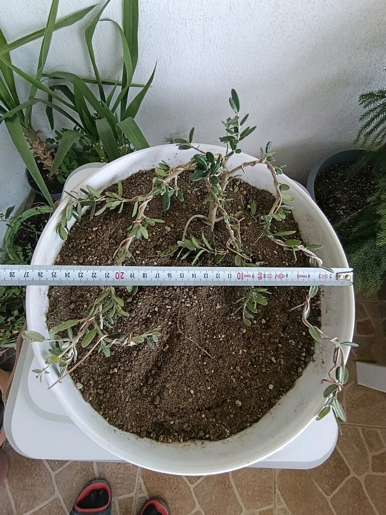 bonsai - 3