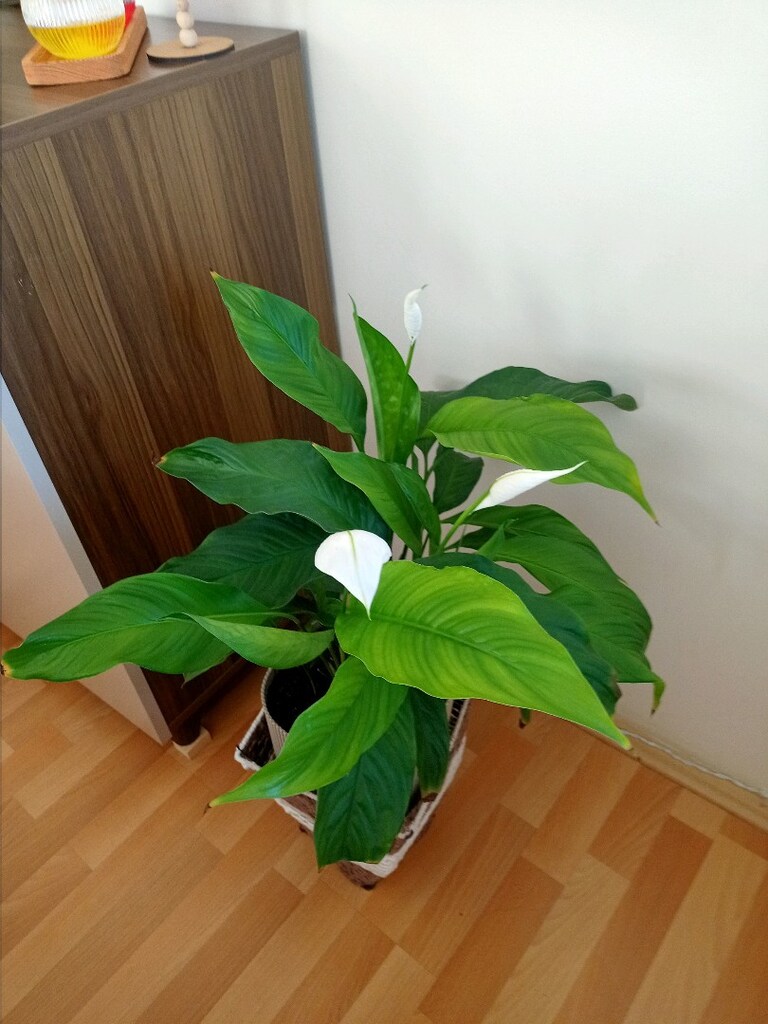 canlı çiçek - 2