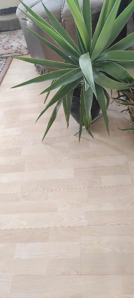 canlı çiçek - 3