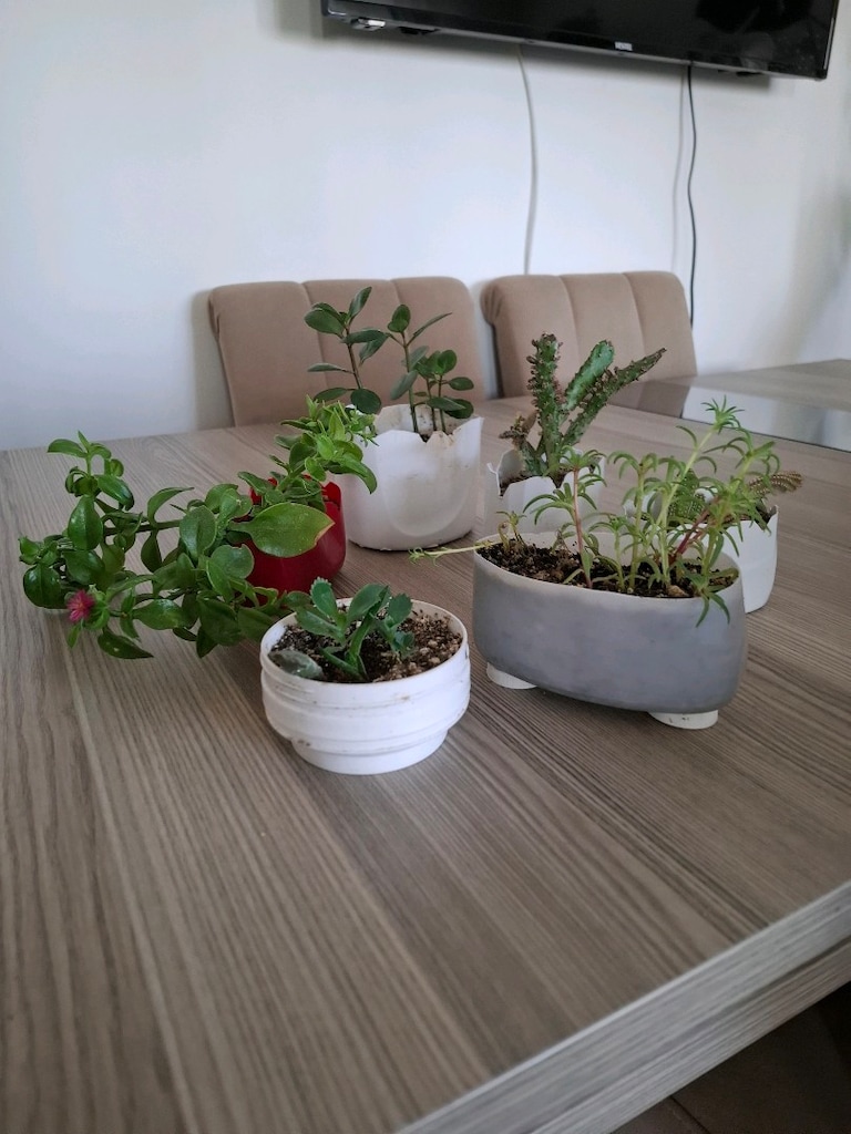 hepsi 100₺ 6 adet canlı çiçek - 2