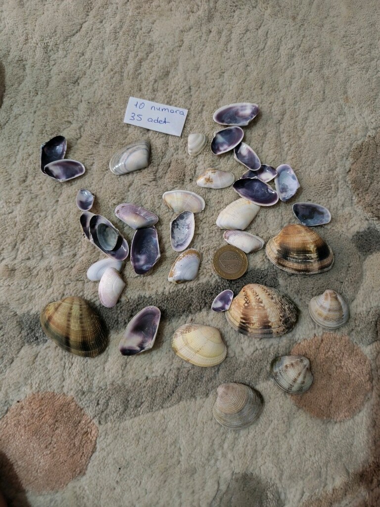 doğal Deniz kabukları - 10