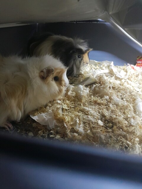 2 adet ginepig