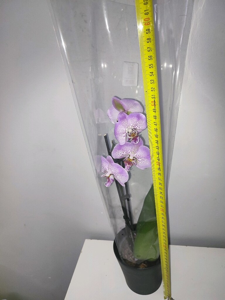 orkide çiçeği mor poşetinde - 9