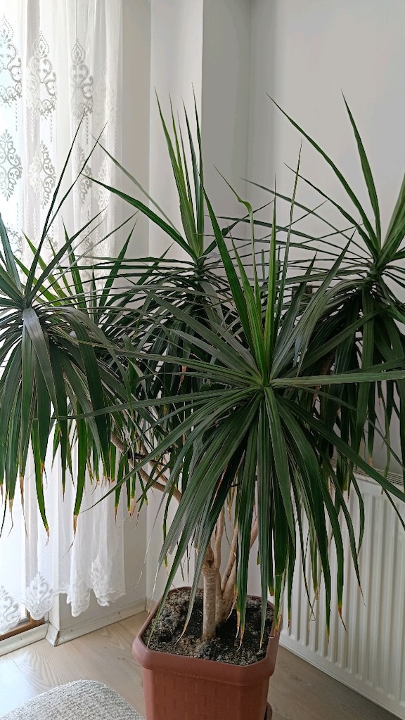 Büyük Boy Dracaena Marginata (Ejder Ağacı) – Sağlıklı Salon Bitkisi - 2