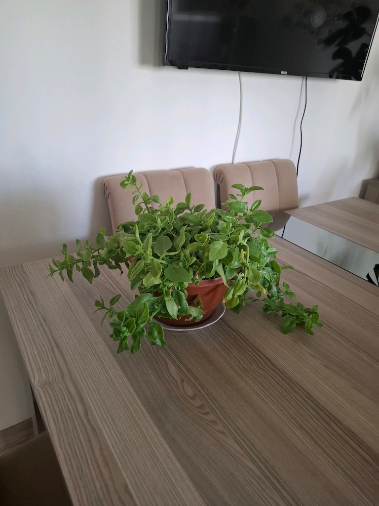 Buz çiçeği - 7