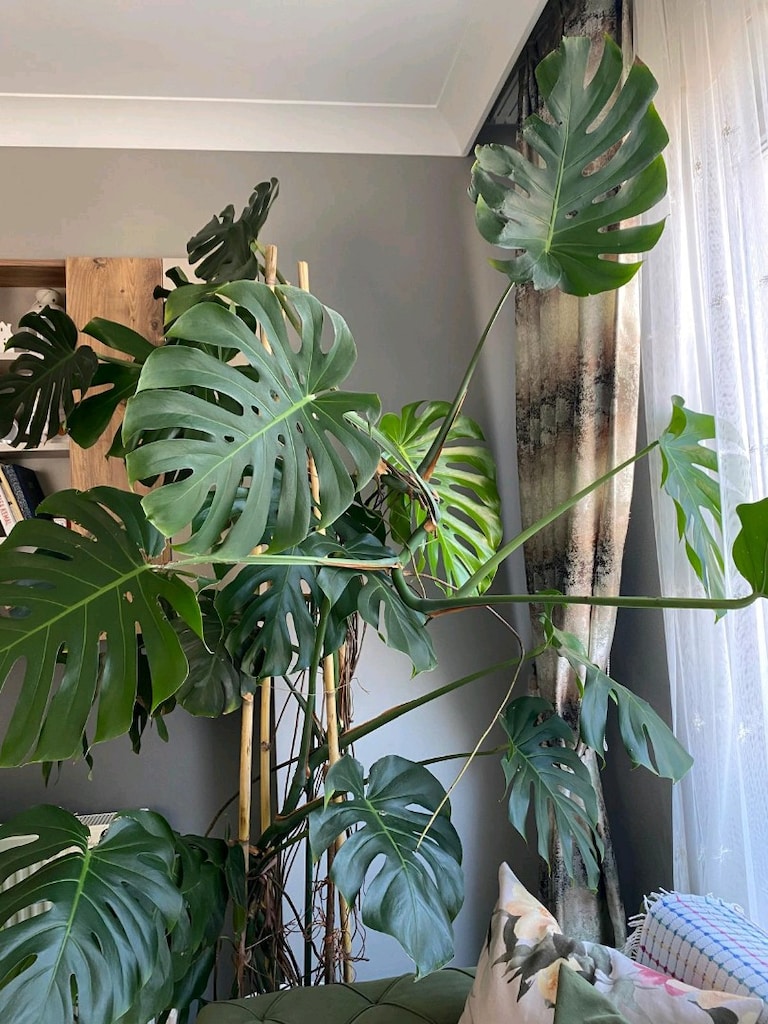 Çok Büyük ve Gelişmiş Deve Tabanı – Monstera - 2