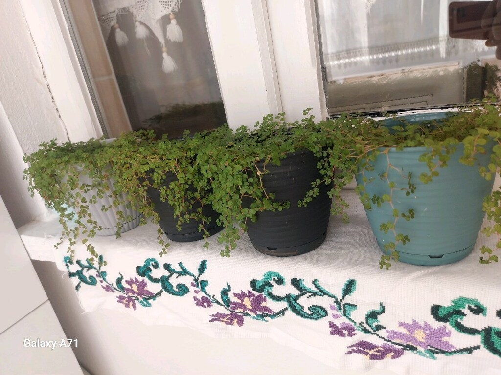 Arap saçı çiçeği tanesi 200 tl - 3