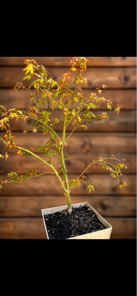 Bonsai Acer palmatum Katsura - 2