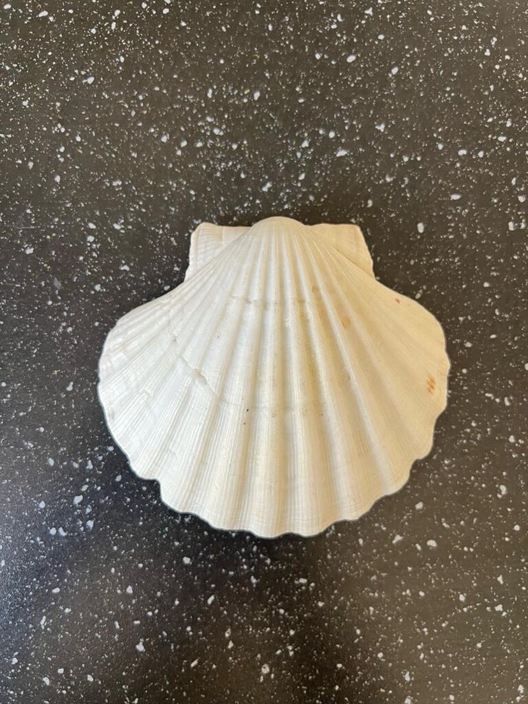 12x10 cm ölçülerinde büyük boy doğal deniz kabuğu - 4