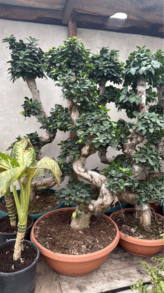 ficus bonsai bitkisi - 6