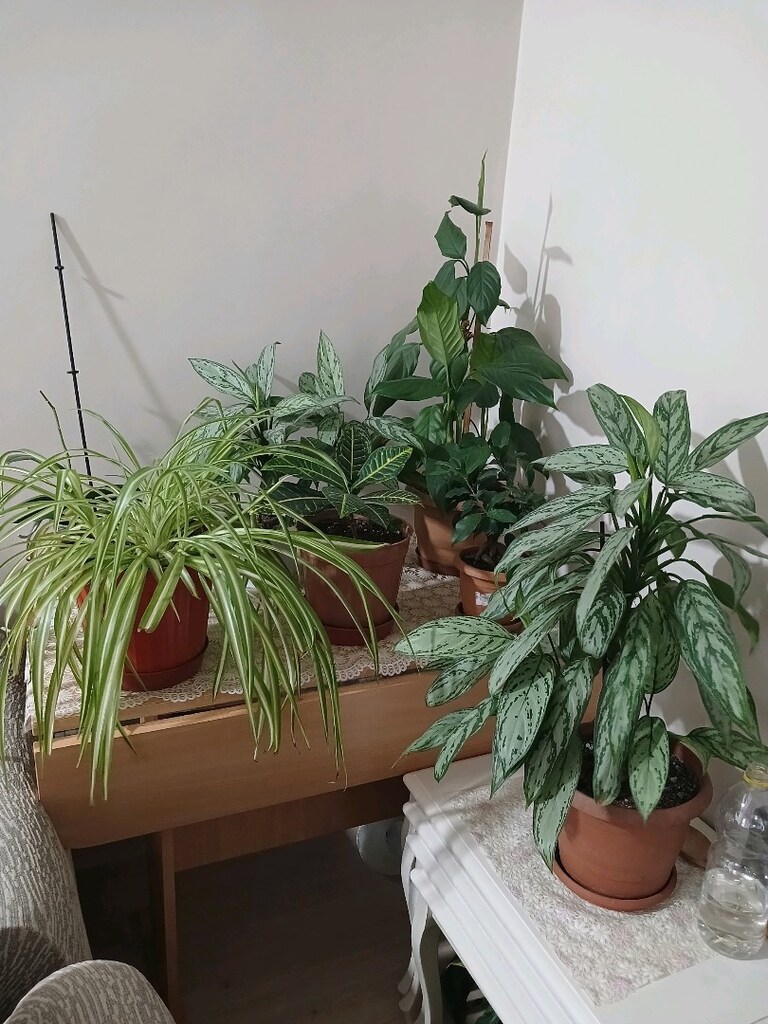 ev balkon çiçekleri - 9