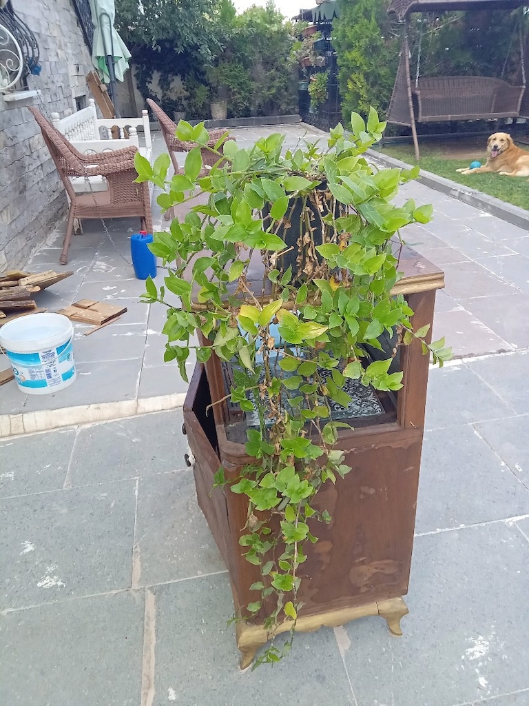 SÜS BİTKİSİ SARMAŞIK 110 cm UZUNLUĞUNDA - 3