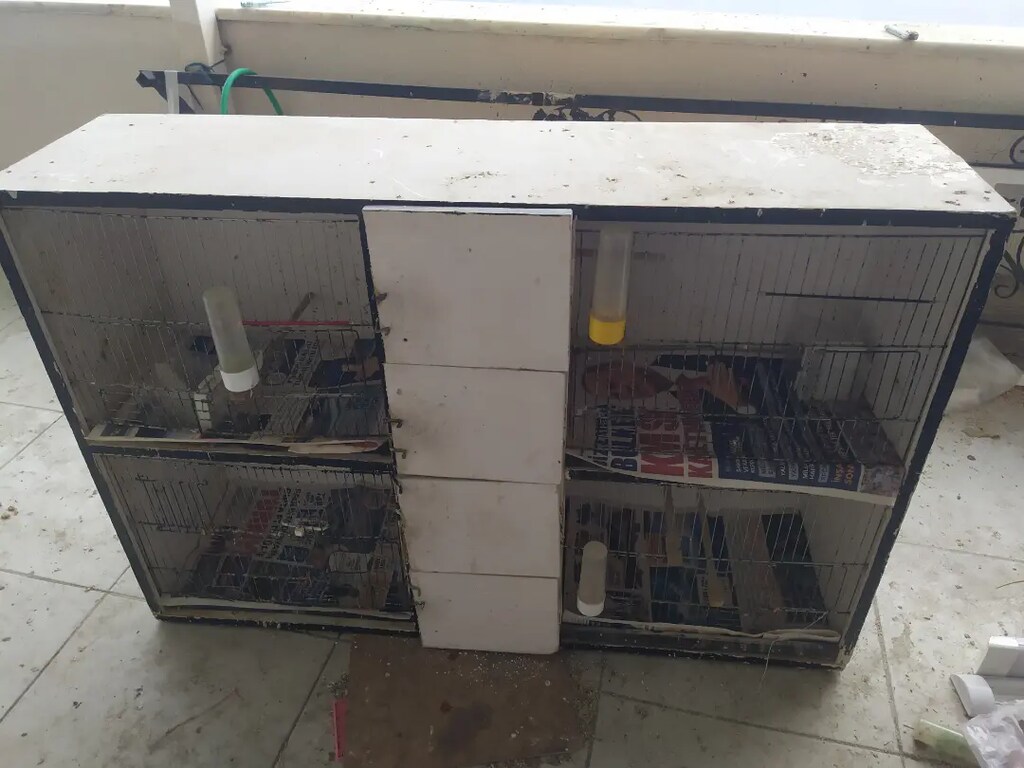 Bugüne özel 4 lü muhabbet kuşu kafesi - 2