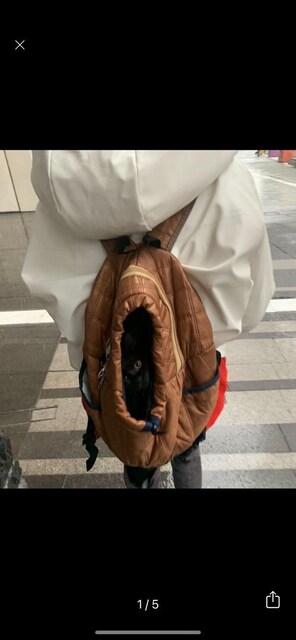 Kedi taşıma sırt çantası