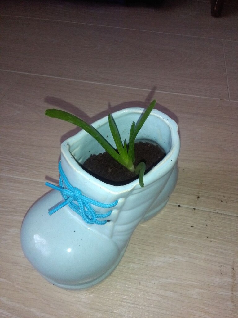 Aloevera5 Çiçek - 3