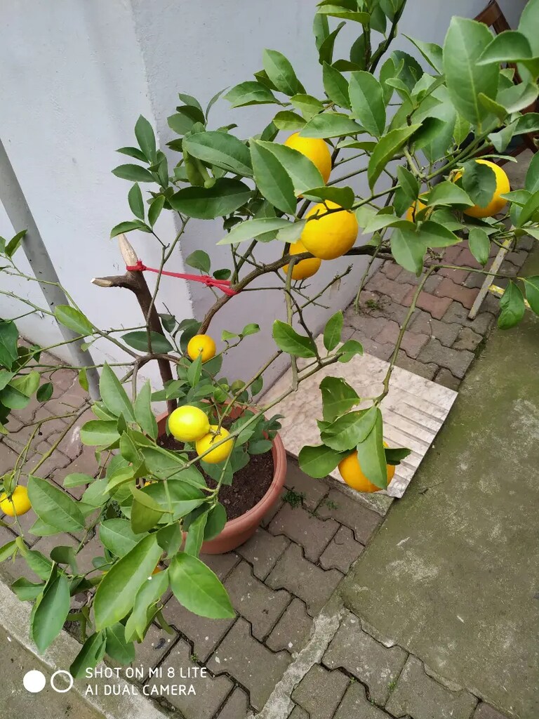 Limon ağacı - 3