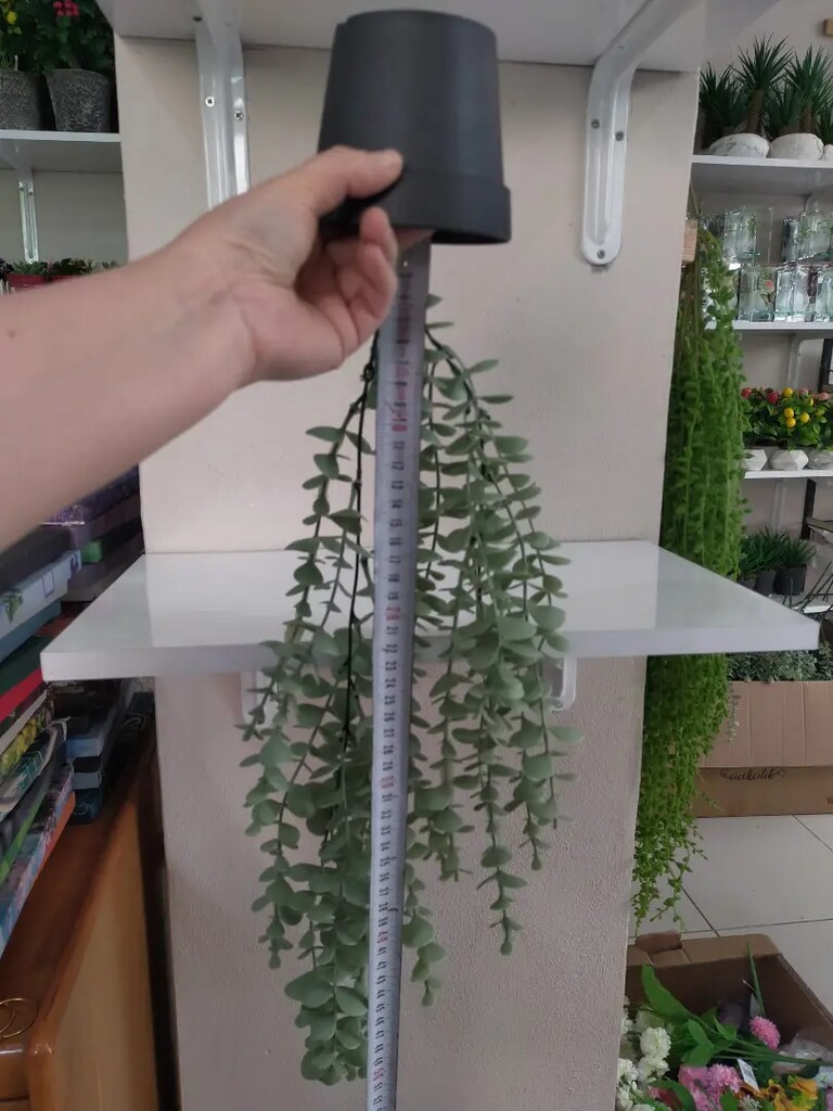 Plastik saksıda sarkan okaliptüs