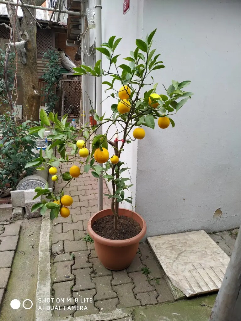 Limon ağacı - 4