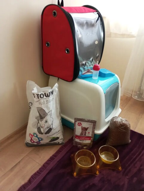 Kedi çantası, mama kabı, tuvaleti ve diğer