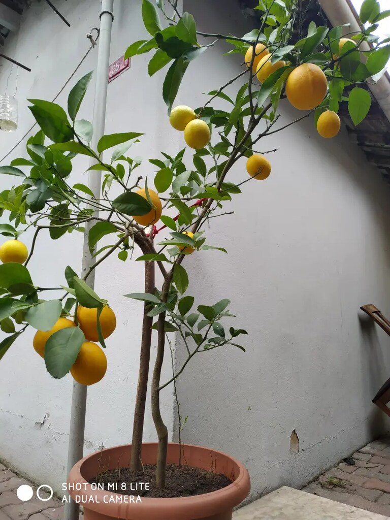 Limon ağacı - 2