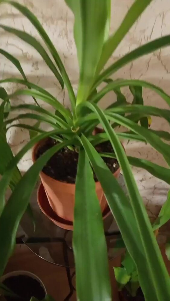 PANDANUS ÇİÇEĞİ - 2
