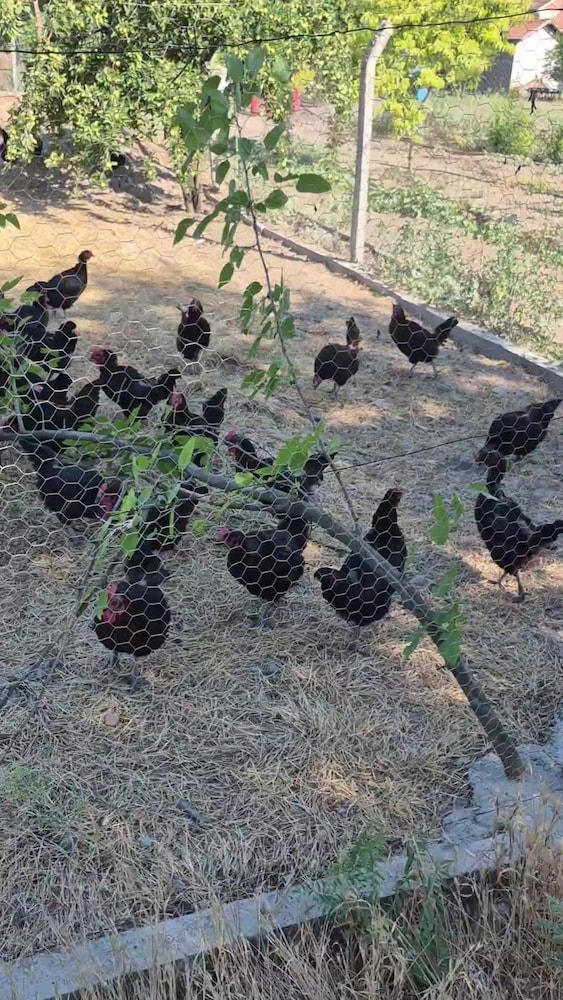 Köyden Günlük Taze Doğal Yumurta - Adrese Teslim - 2