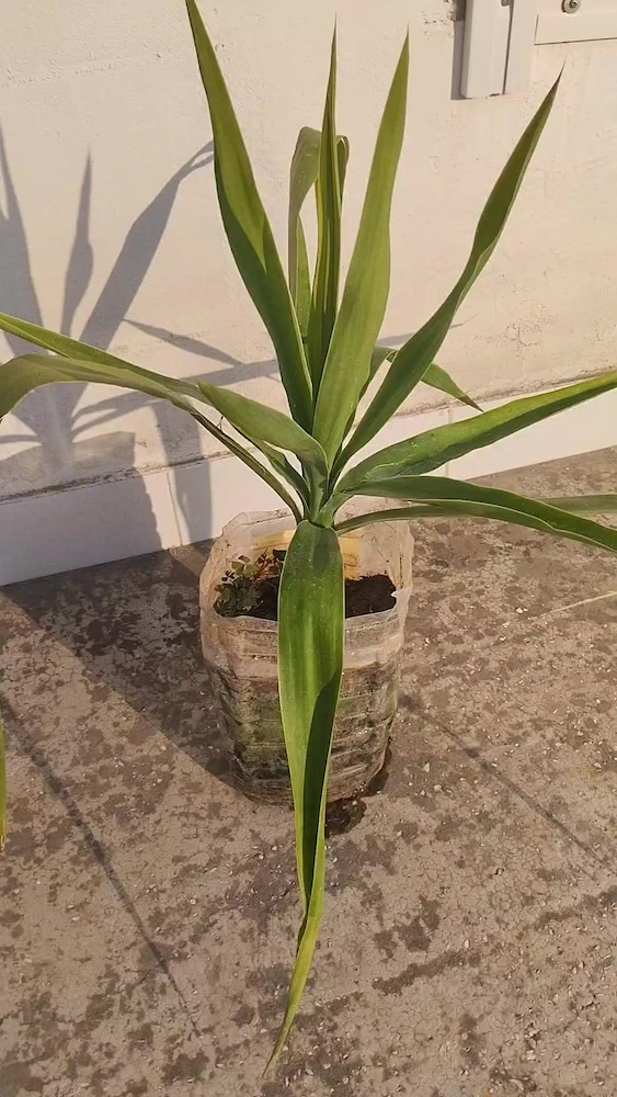 Yucca bitki - 2