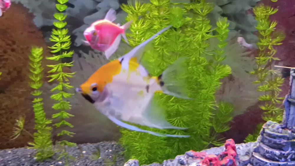 satılık özel tur melek balığı Moli ve tetra - 2